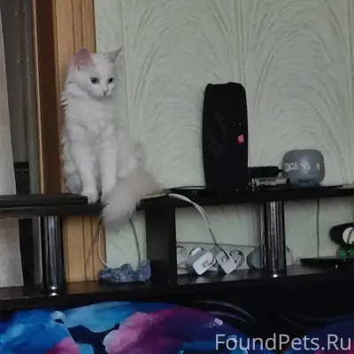 Пропала кошка, глухая, без клички