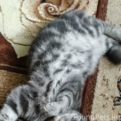 Пропала кошка Василиса, Кузнецкий район