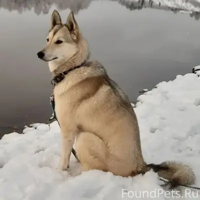Пропала собака, село Романово