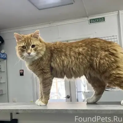 Пропал кот Вася, район Дом Быта