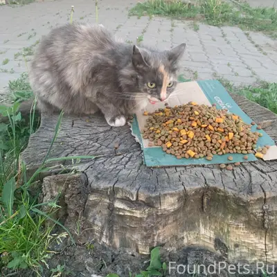 Найдена кошка, [место: около автовокзала]