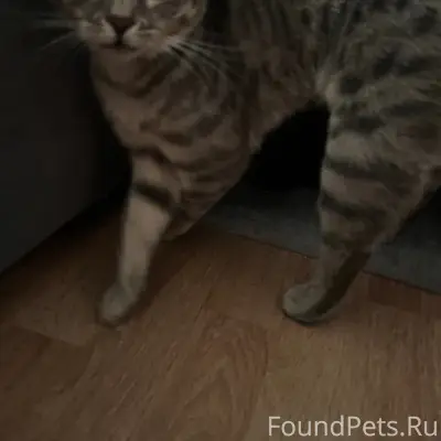 Найдена кошка, ЧТЗ