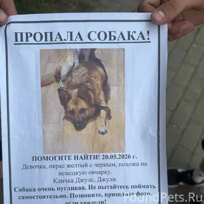 Пропала собака, Ямкино