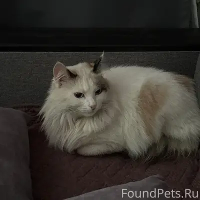 Найдена кошка, район Маршала Жукова