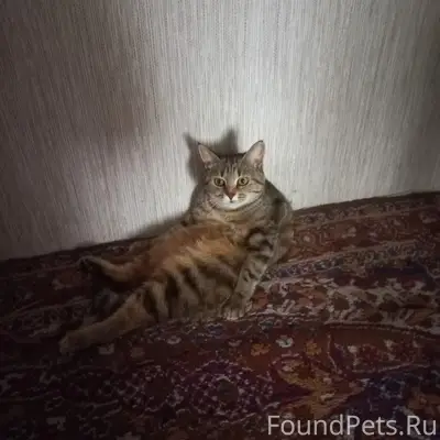 Пропала кошка, район ул. Свободы, ул. Мира