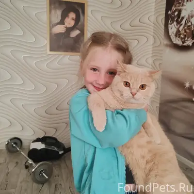 Пропала кошка, Строительная 5А