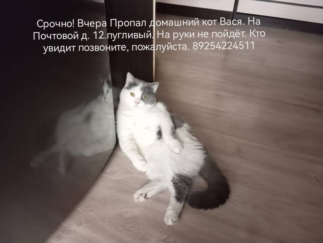 Пропал кот Вася, г. Ликино-Дулёво