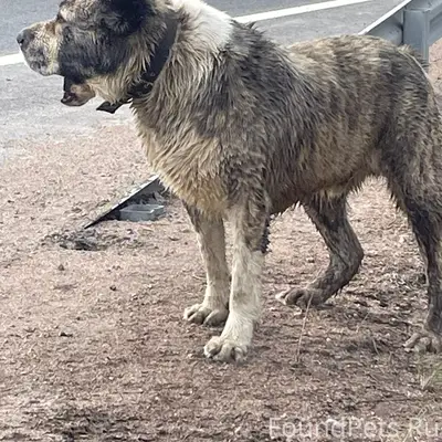 Найден кабель, район Толоконниково
