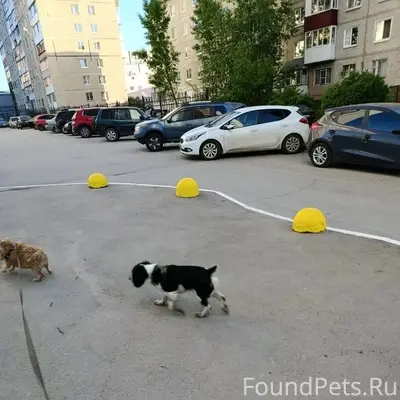 Пропал пёс, Гайва, район Вильямса