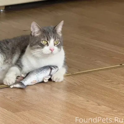 Найден кот, Левобережный, Химки