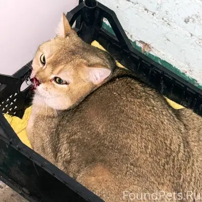 Найден кот, Ленина 114