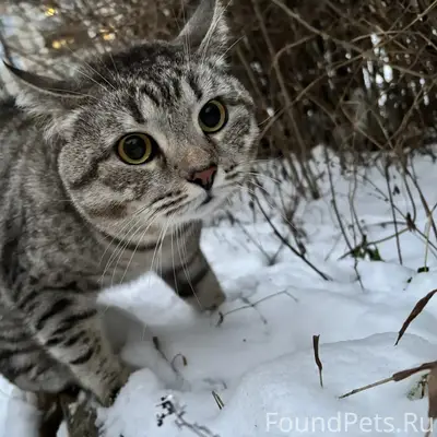 Пропал кот Сёма, район Малышково