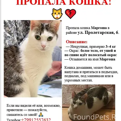 Пропала кошка, центр (ул. Пролетарская 6)