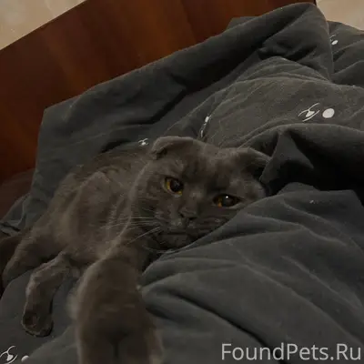 Пропал вислоухий кот Тимон, 26 мкрн, Братск