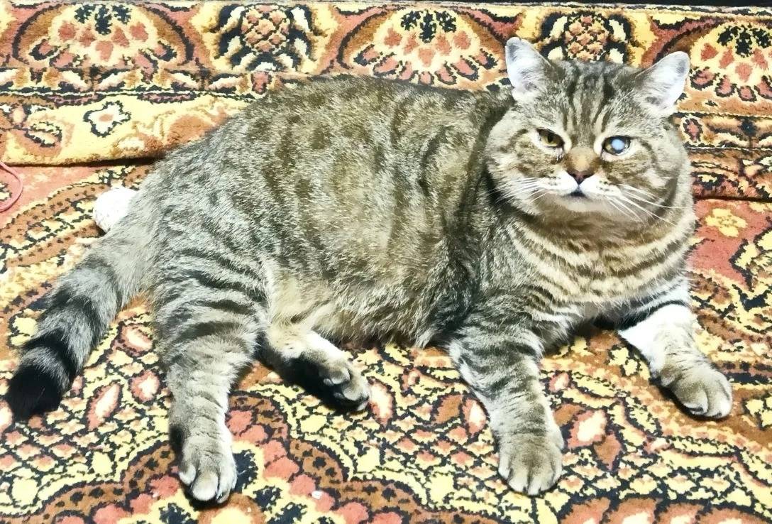 Пропал кот, район Кирзавод (сизо №2)