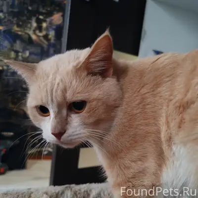 Пропал кот Вискас, район ул. 1 Мая и Карла Маркса