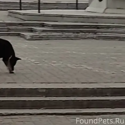 Найден пёс, район неизвестен