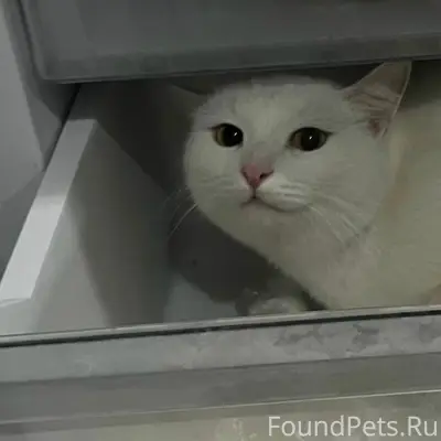 Пропал белоснежный котик Каспер, Феоктистова 17