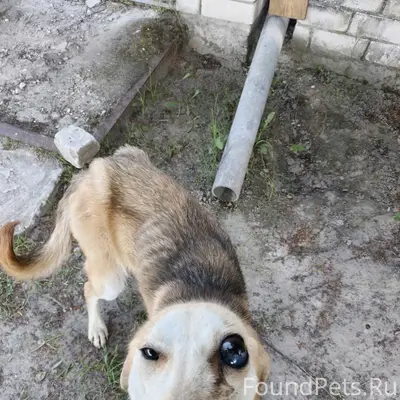 Пропала собака, д. Мальтино Карачевского района