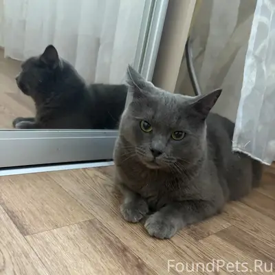 Найден кот, Всесвятская 2
