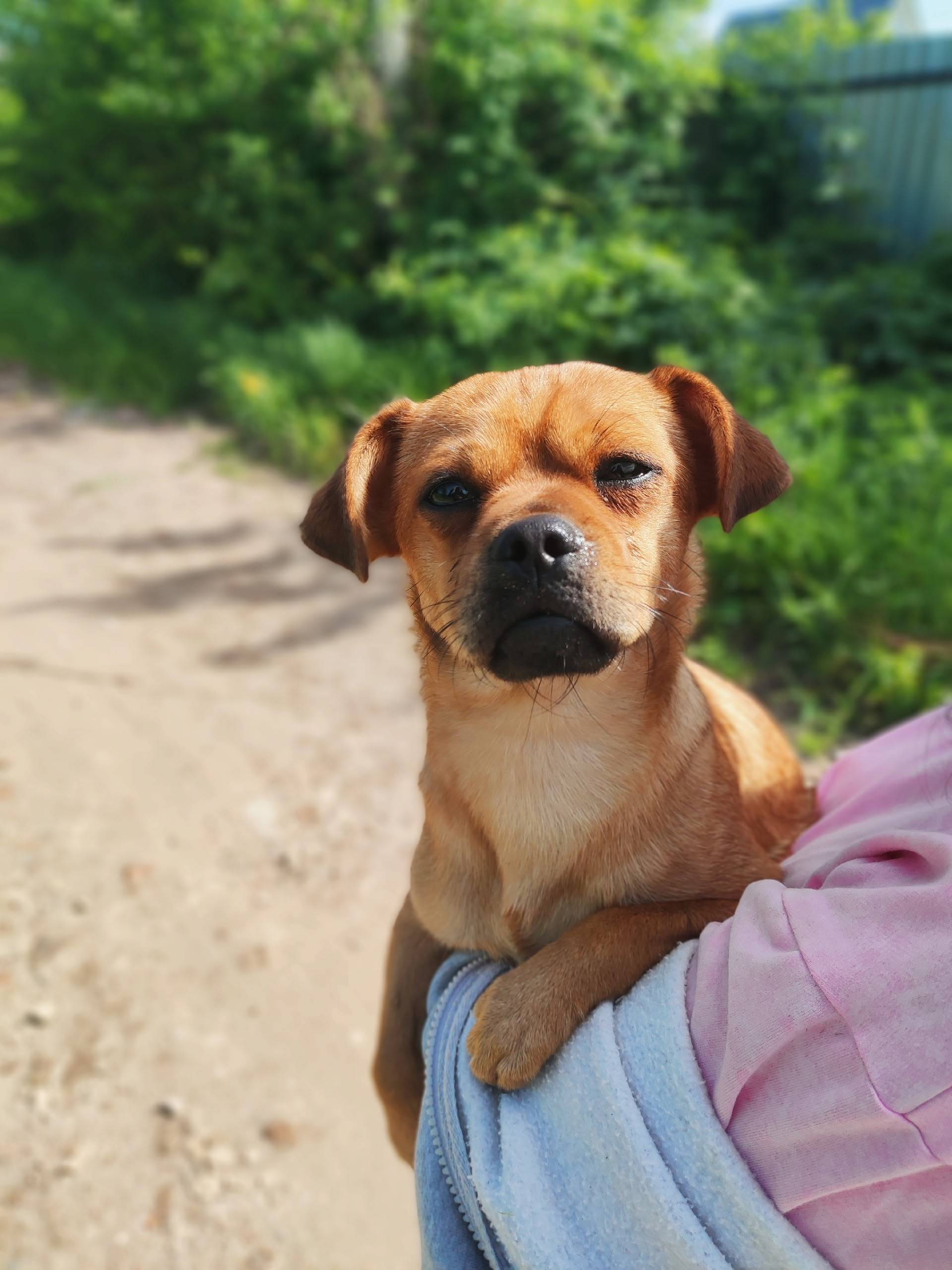 Пропала собака, Снт родничок