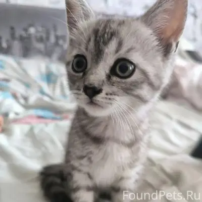 Найден котёнок, улица Мусина