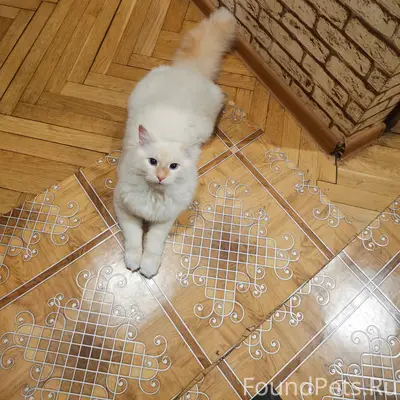 Пропал кот