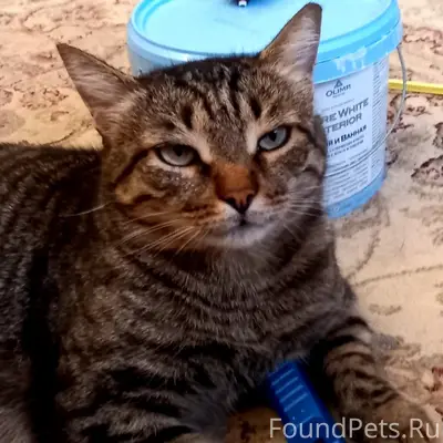 Пропал котик Тим, Кировский район