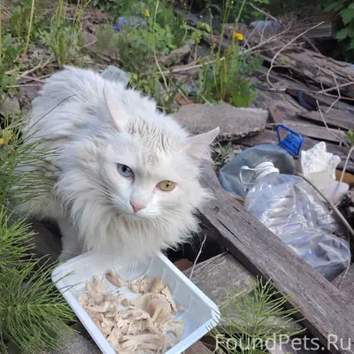 Найден белый кот с разными глазами, г. Иваново