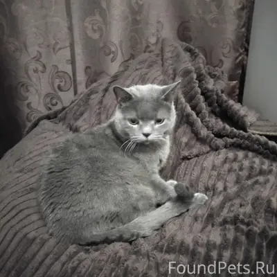 Пропал домашний кот, ул. Охотничья