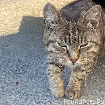 Найдена кошка, 7 а микрорайон