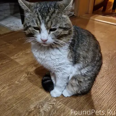 Пропал кот Феликс, Залинейный мкр-н