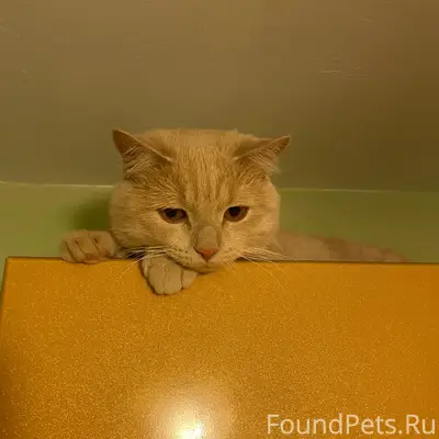 Пропал кот, район геркулеса