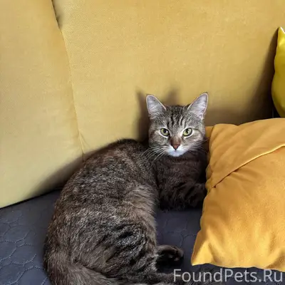 Найдена кошка, Зеленоград