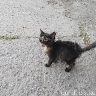 Найдена кошка, Серов, район ферросплавного завода