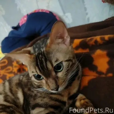 Пропала бенгальская кошка, Петрозаводская 19