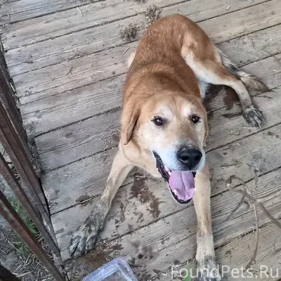 Найден тип собака, г. Хотьково