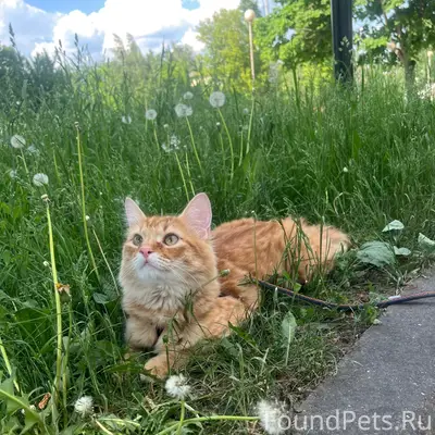 Пропал кот Тыгрыска, мкр. Парковый