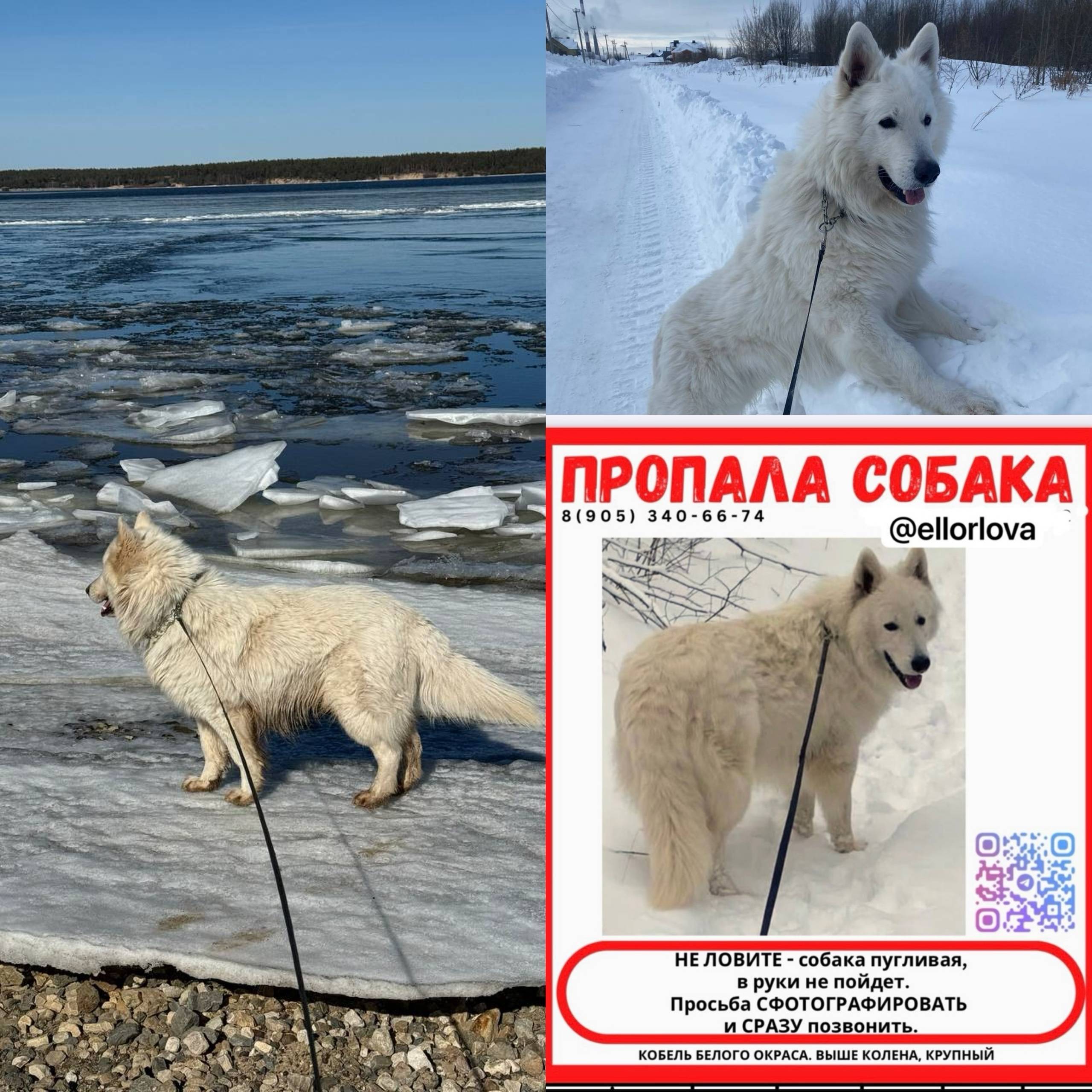 Пропал Белая швейцарская овчарка Барс, Чувашия