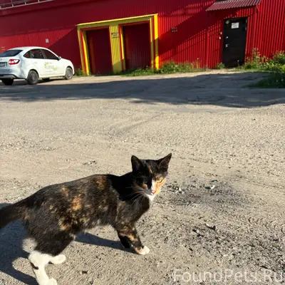 Найдена кошка, Фурманова