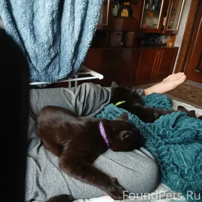 Пропал кот Тихон, Рабочая