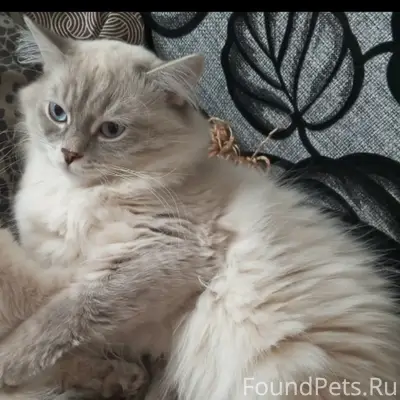 Пропал кот, Ленина 10