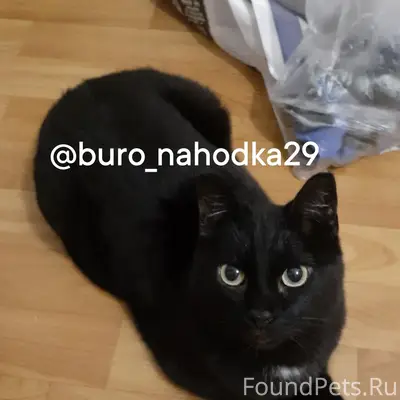 Пропал кот Жора, район Октябрят