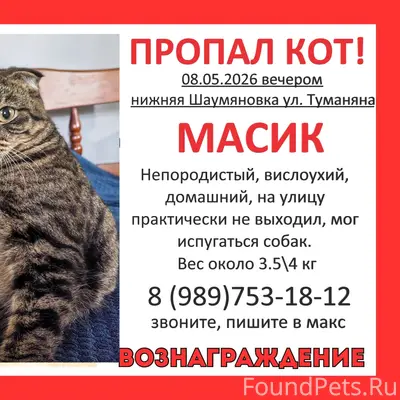 Пропал беспородный вислоухий кот, Нижняя Шаумяновка