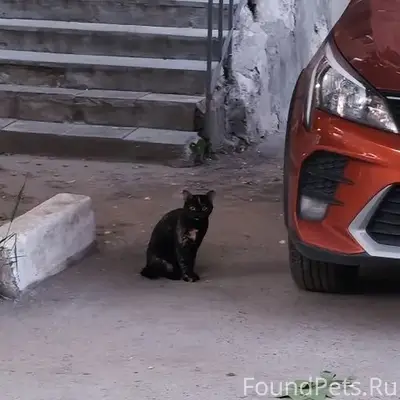 Найдена кошка, пр. Заречный, 6