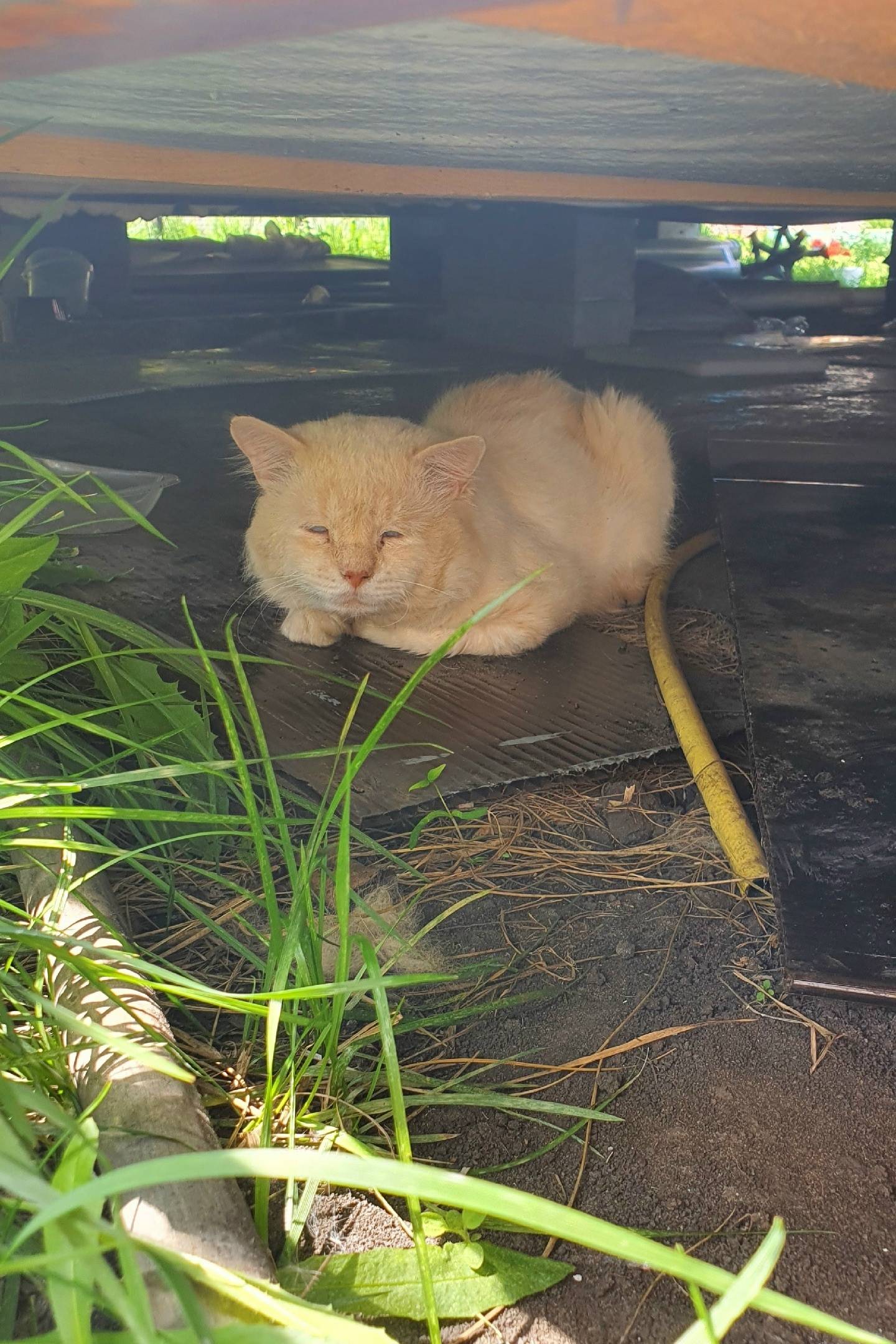 Найден кот, Новая Усмань