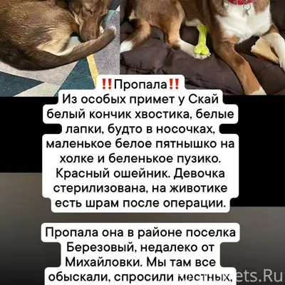 Пропала собака Скай, посёлок Березовый