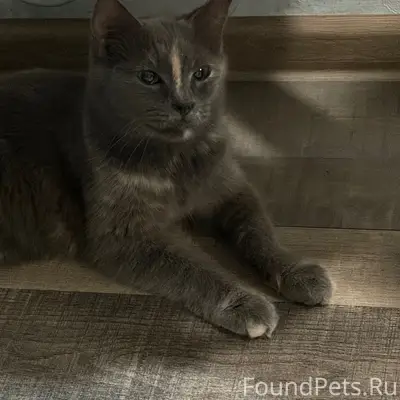 Пропала кошка Мася, Ленинградская