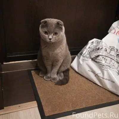 Пропал кот, Фурмановская