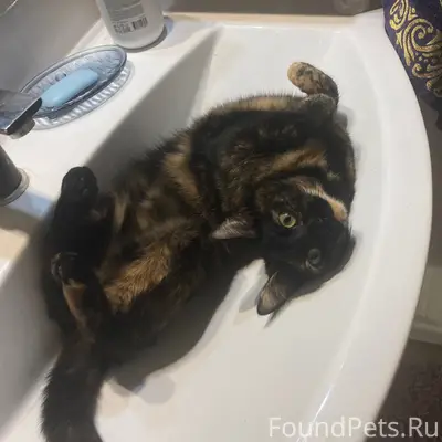 Пропала кошка, Соломбала